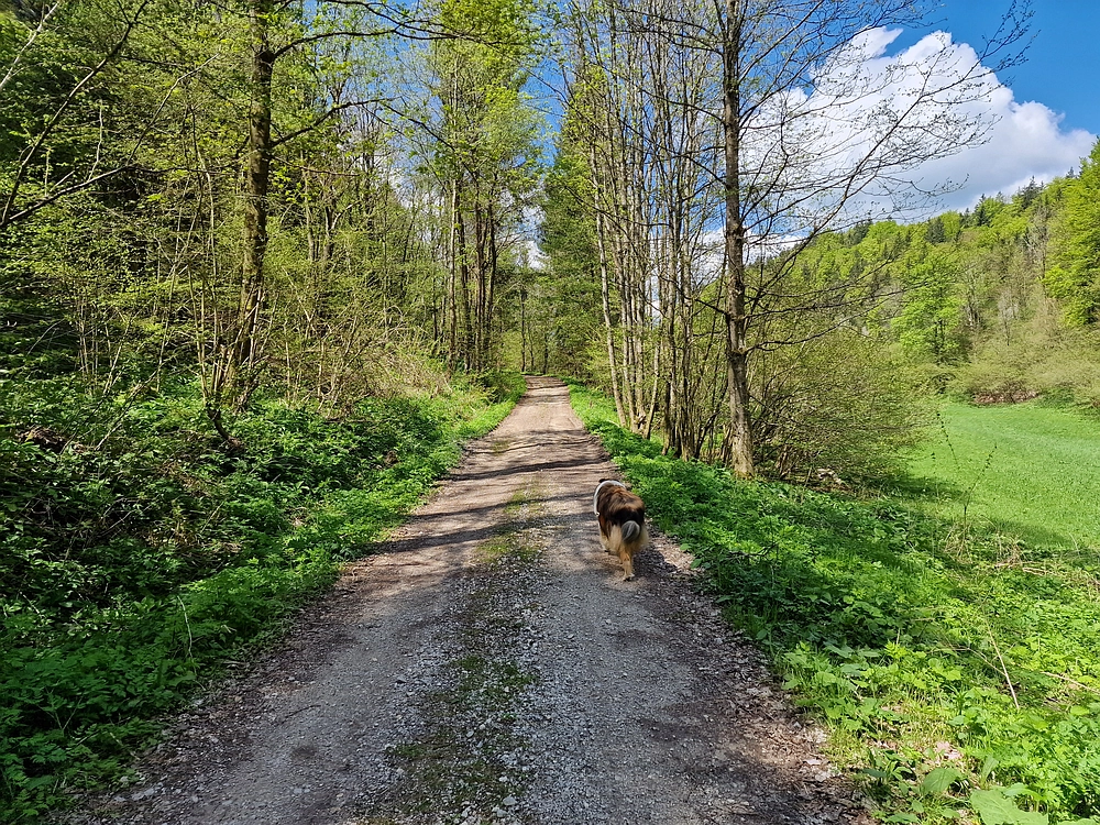 Slika je vidna v Google Chromu.