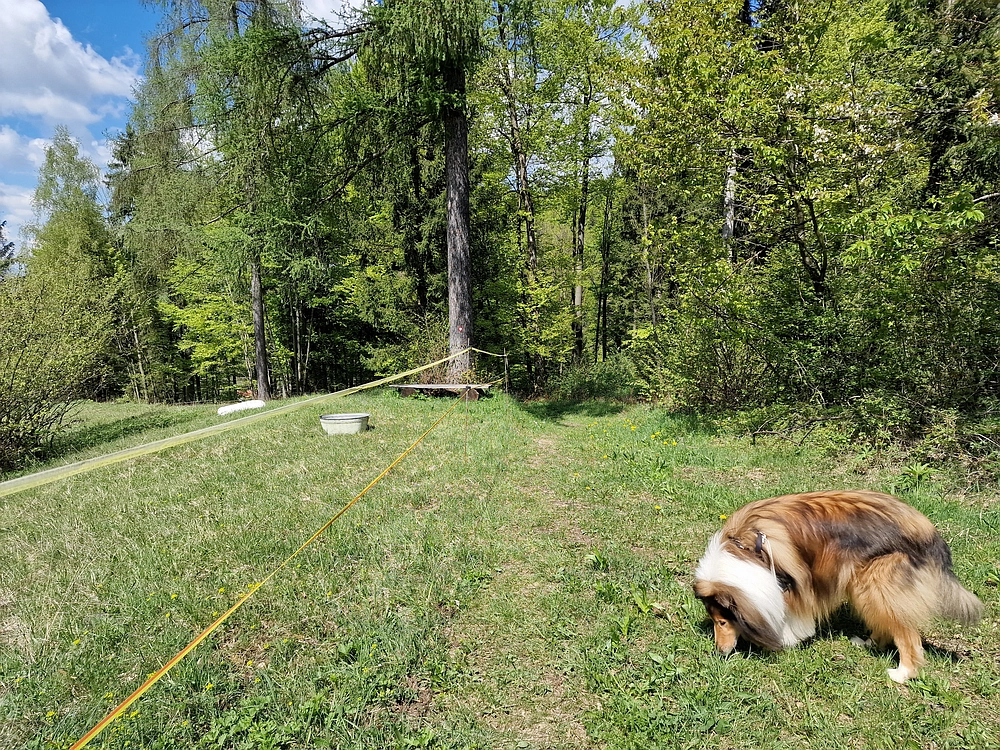 Slika je vidna v Google Chromu.
