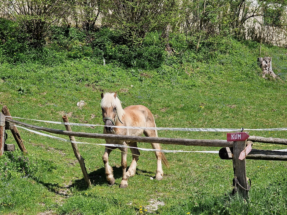 Slika je vidna v Google Chromu.