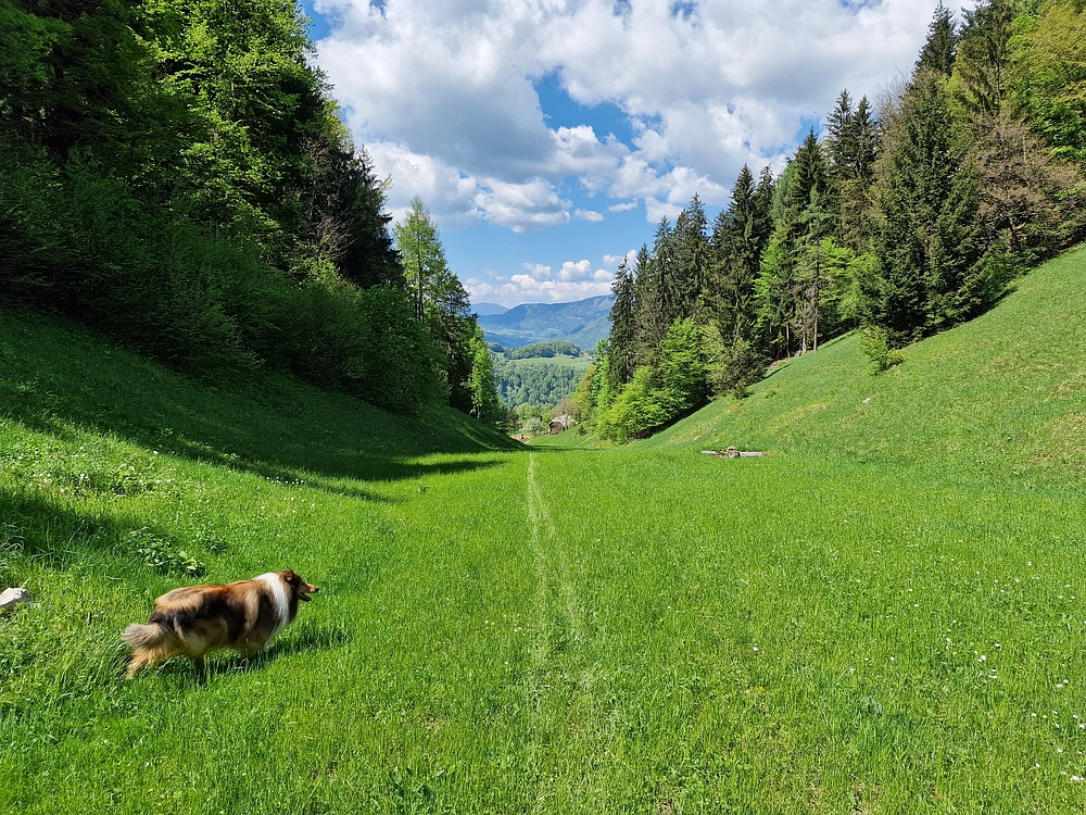 Slika je vidna v Google Chromu.
