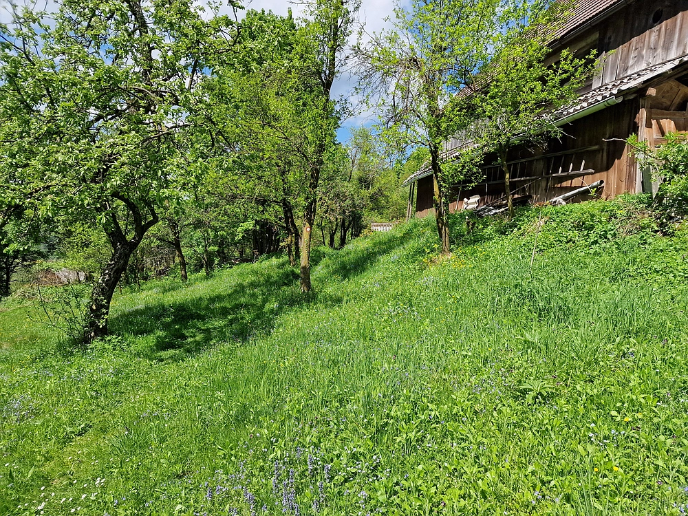 Slika je vidna v Google Chromu.