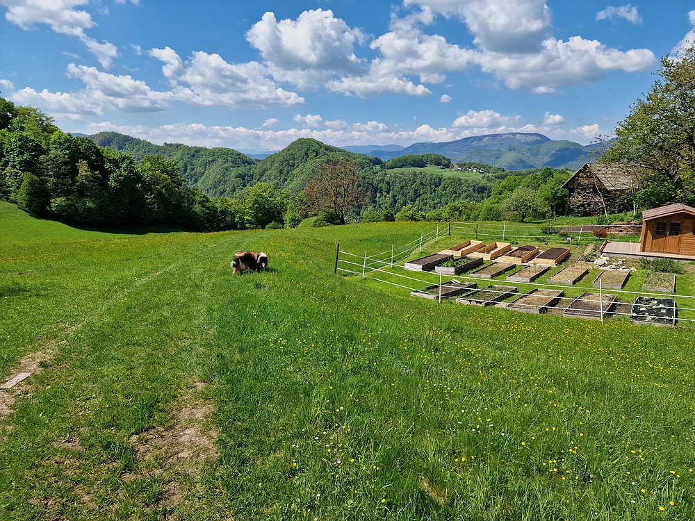 Slika je vidna v Google Chromu.