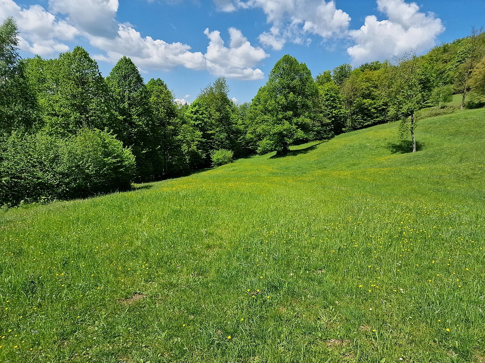 Slika je vidna v Google Chromu.