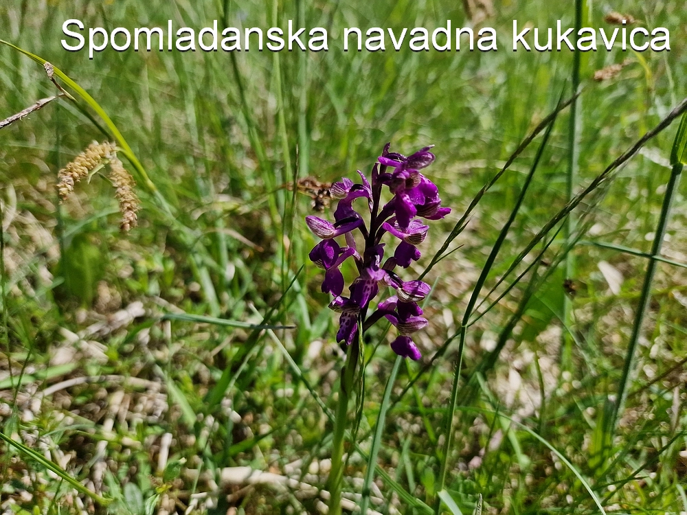 Slika je vidna v Google Chromu.