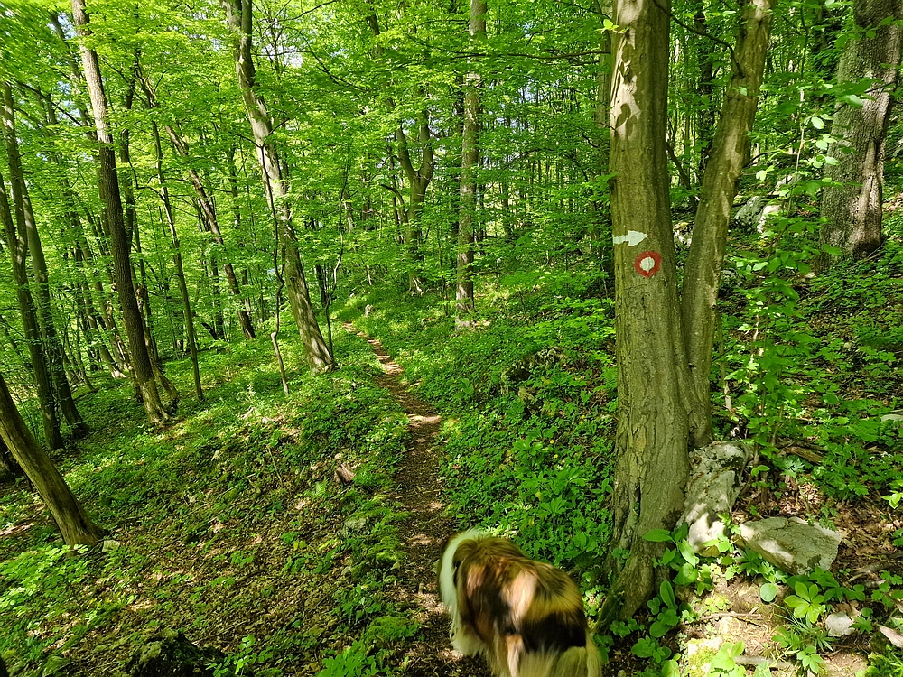 Slika je vidna v Google Chromu.
