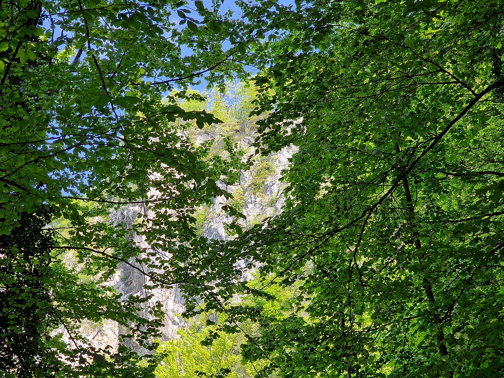 Slika je vidna v Google Chromu.