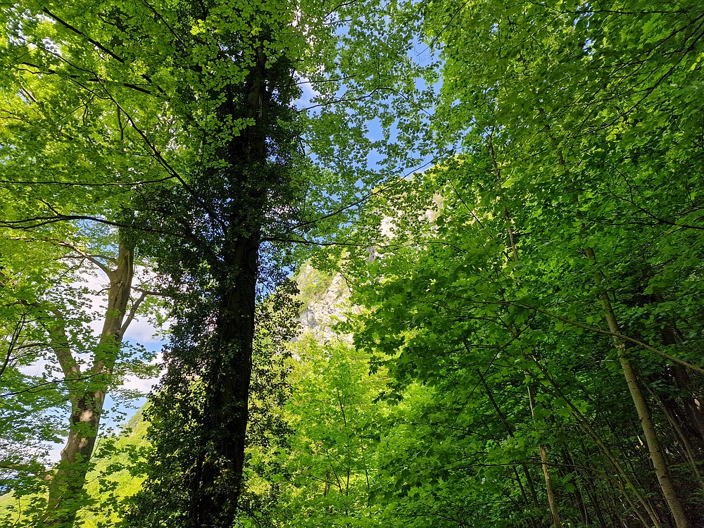 Slika je vidna v Google Chromu.