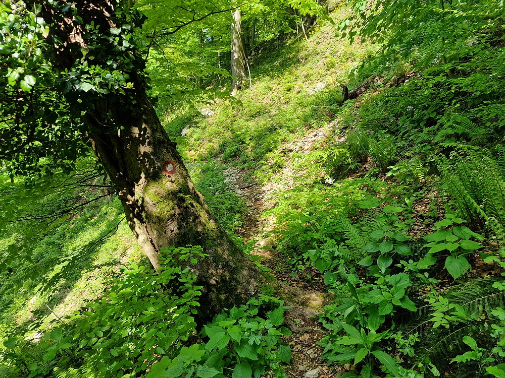 Slika je vidna v Google Chromu.