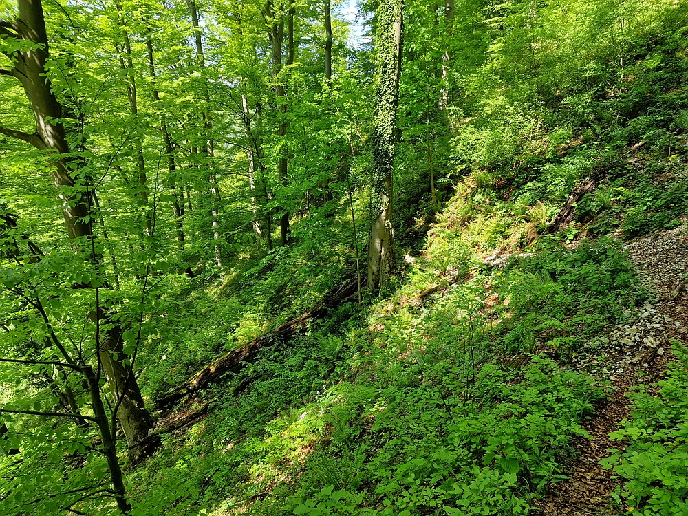 Slika je vidna v Google Chromu.