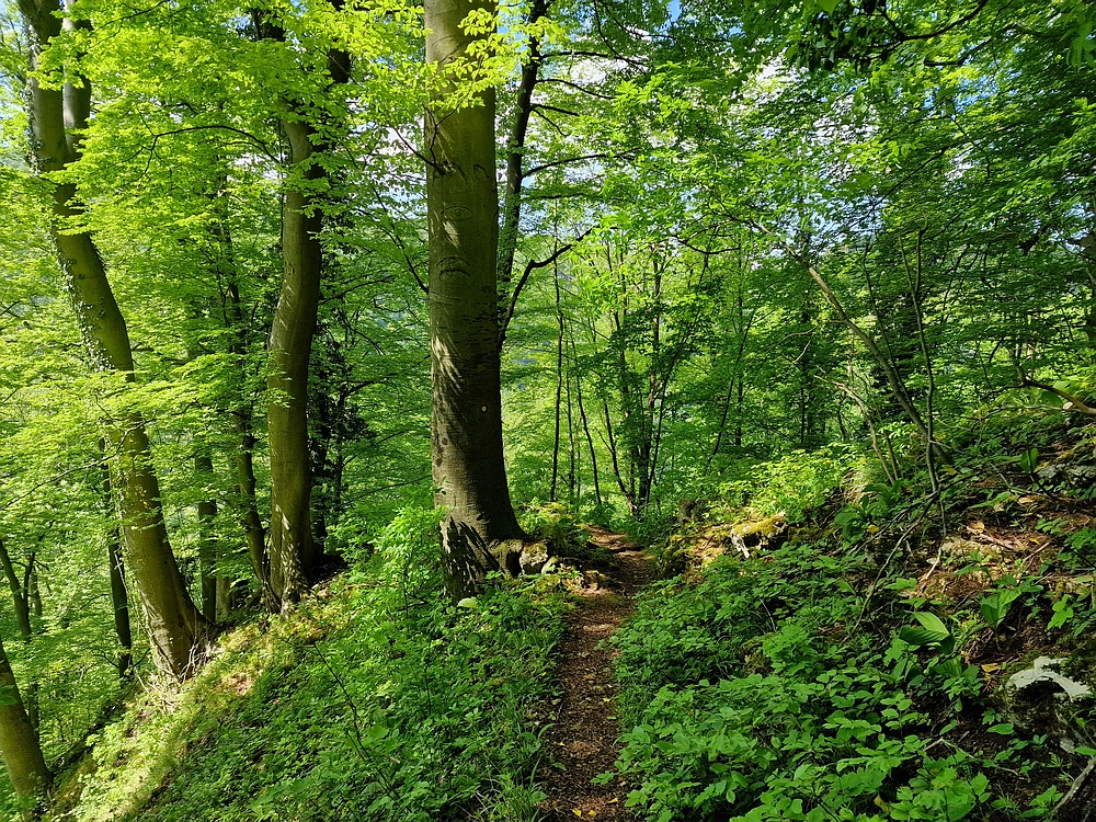 Slika je vidna v Google Chromu.