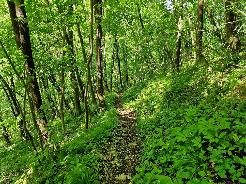 Slika je vidna v Google Chromu.