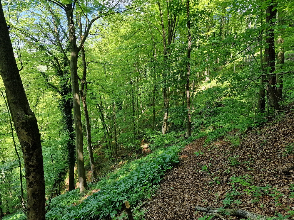 Slika je vidna v Google Chromu.