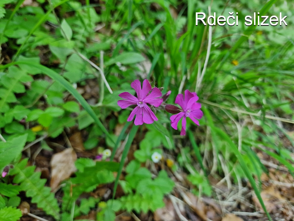 Slika je vidna v Google Chromu.