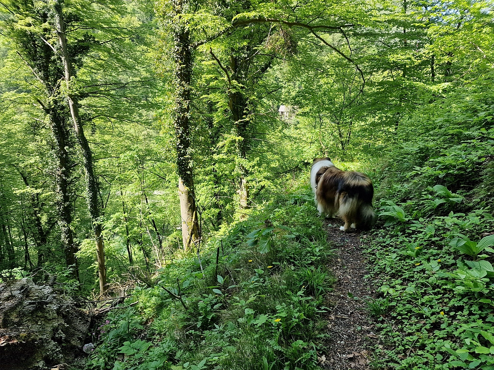 Slika je vidna v Google Chromu.