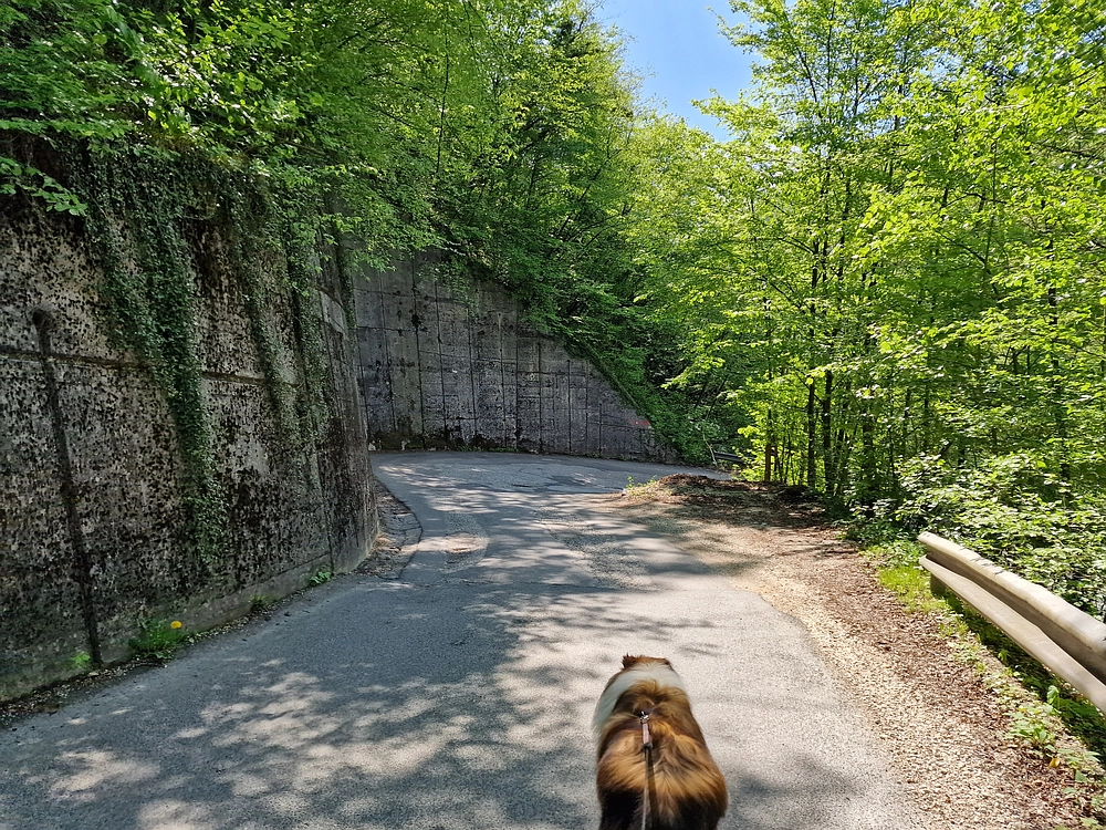 Slika je vidna v Google Chromu.