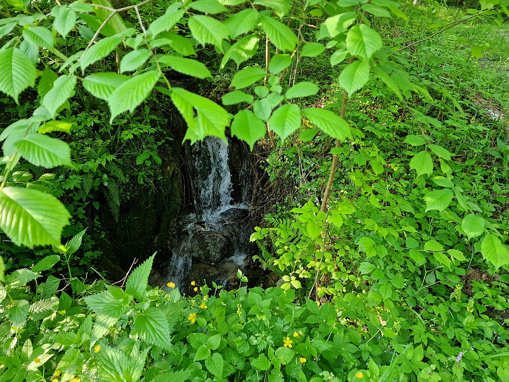 Slika je vidna v Google Chromu.