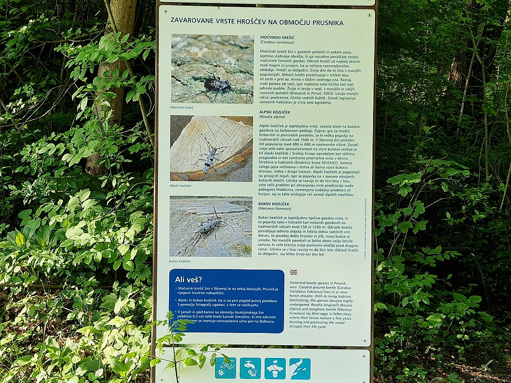 Slika je vidna v Google Chromu.