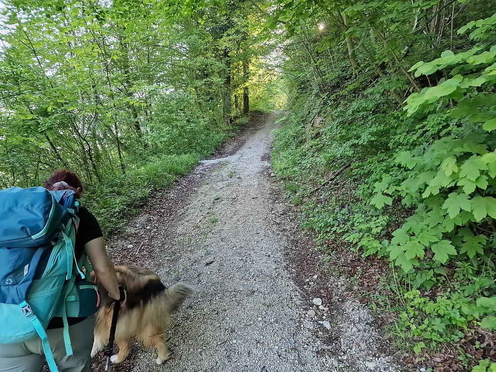 Slika je vidna v Google Chromu.