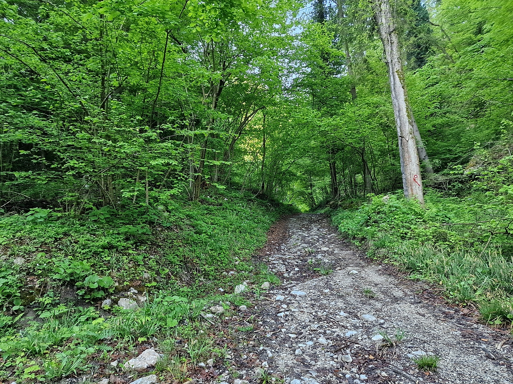 Slika je vidna v Google Chromu.