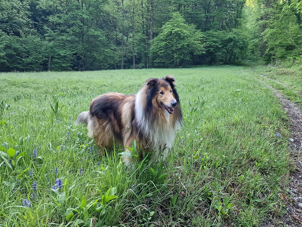 Slika je vidna v Google Chromu.