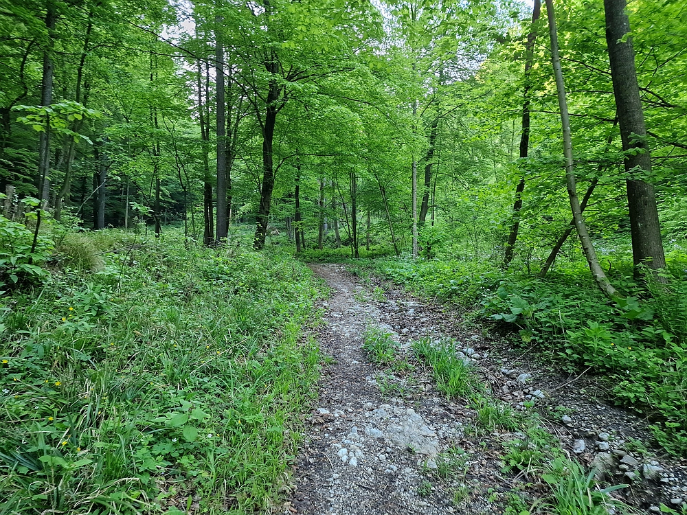 Slika je vidna v Google Chromu.