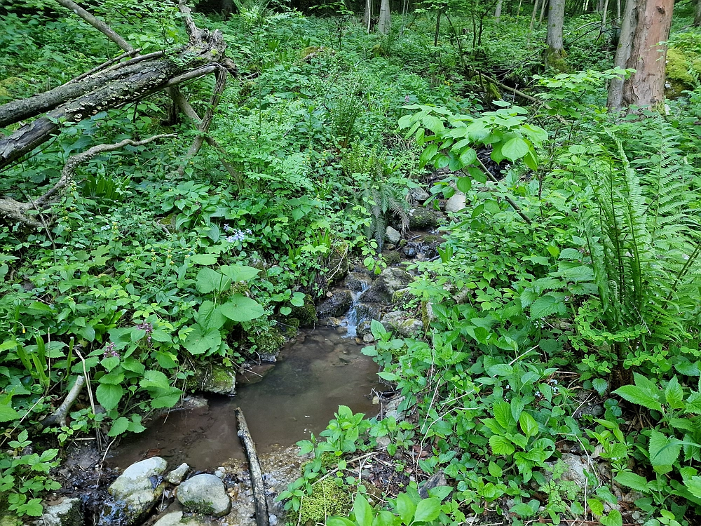 Slika je vidna v Google Chromu.