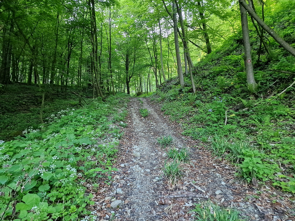 Slika je vidna v Google Chromu.