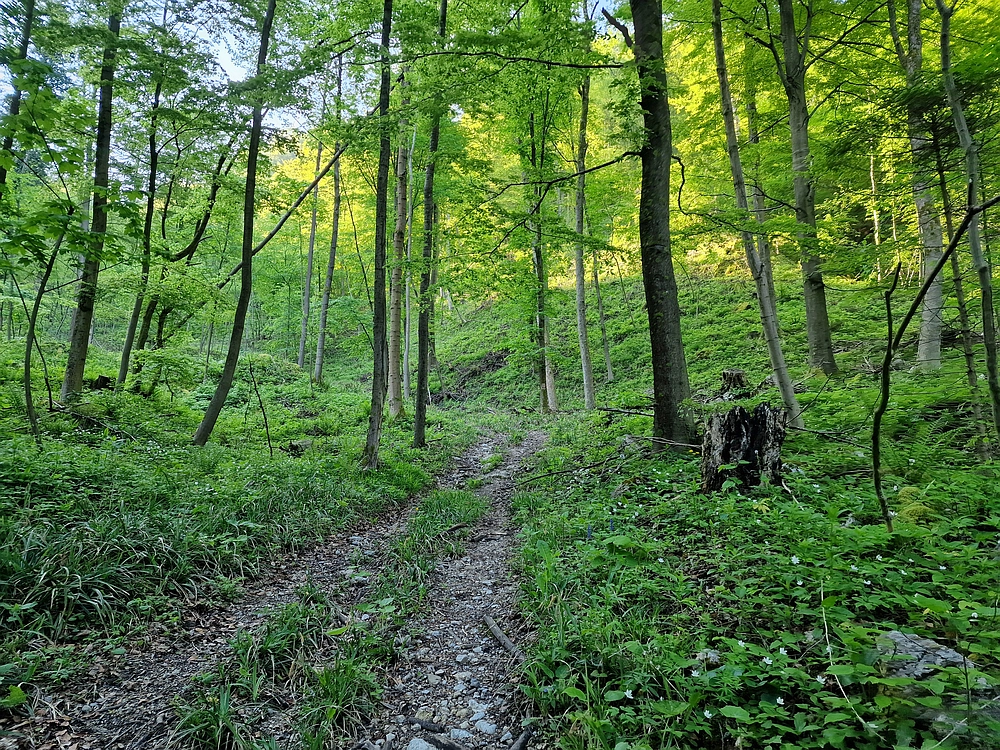 Slika je vidna v Google Chromu.