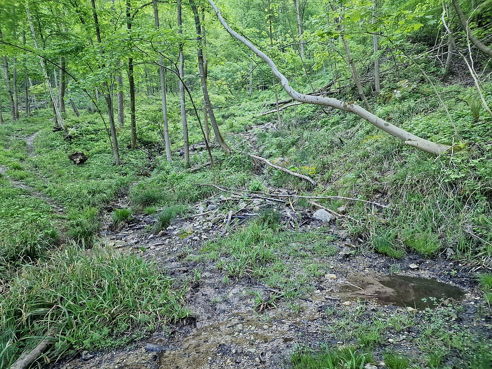 Slika je vidna v Google Chromu.