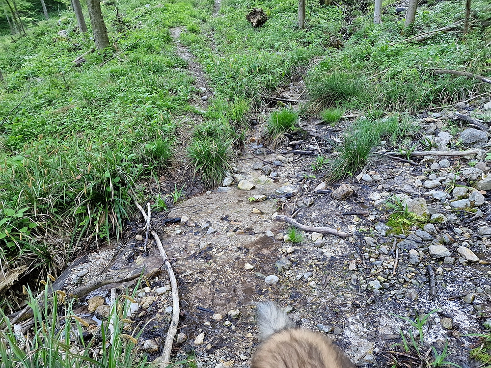 Slika je vidna v Google Chromu.