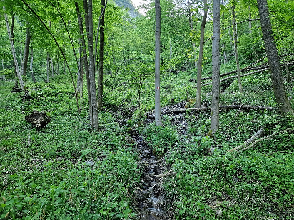 Slika je vidna v Google Chromu.