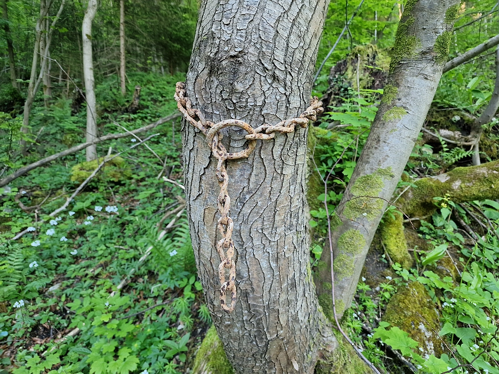 Slika je vidna v Google Chromu.