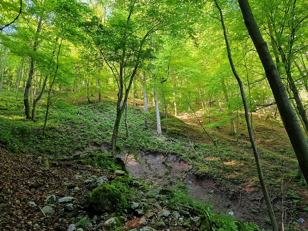 Slika je vidna v Google Chromu.