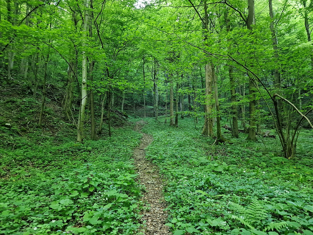 Slika je vidna v Google Chromu.