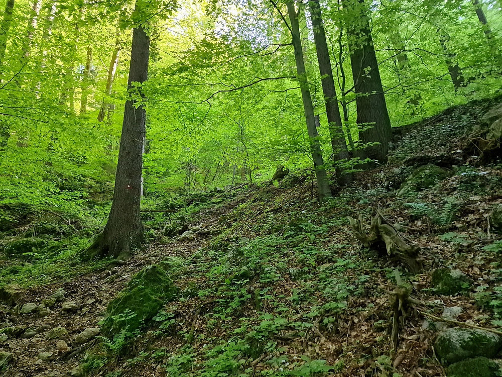 Slika je vidna v Google Chromu.