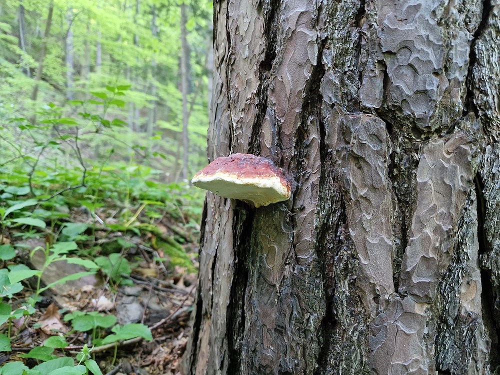 Slika je vidna v Google Chromu.