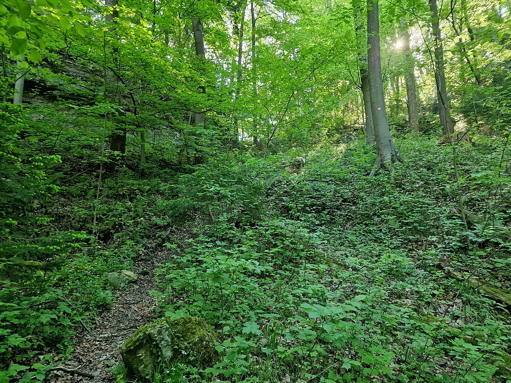 Slika je vidna v Google Chromu.