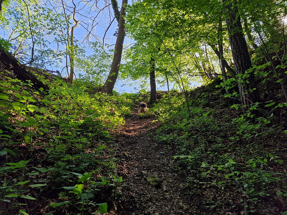 Slika je vidna v Google Chromu.