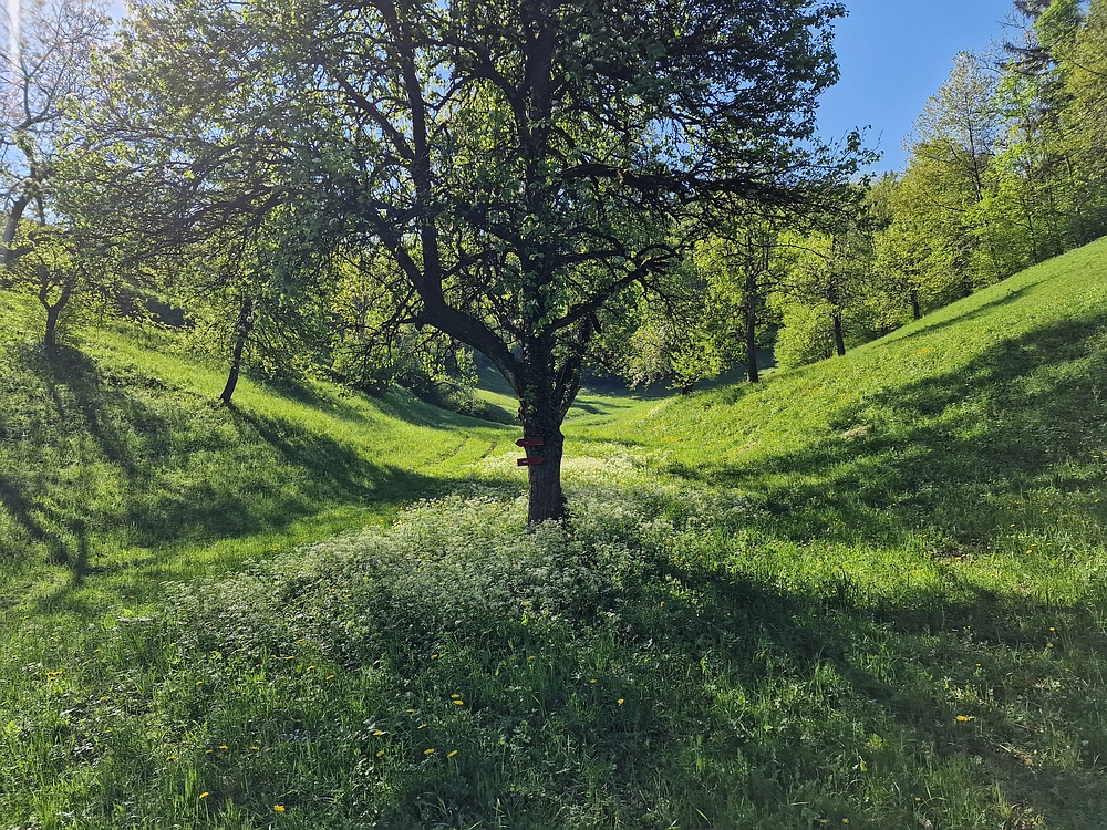 Slika je vidna v Google Chromu.