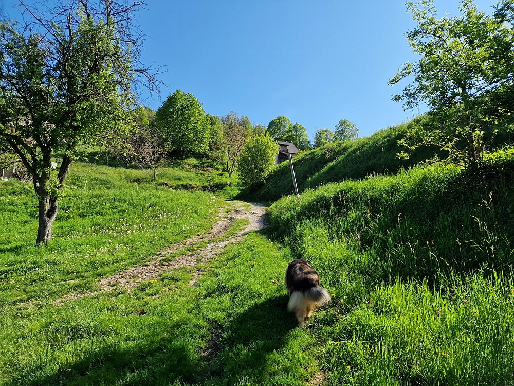 Slika je vidna v Google Chromu.