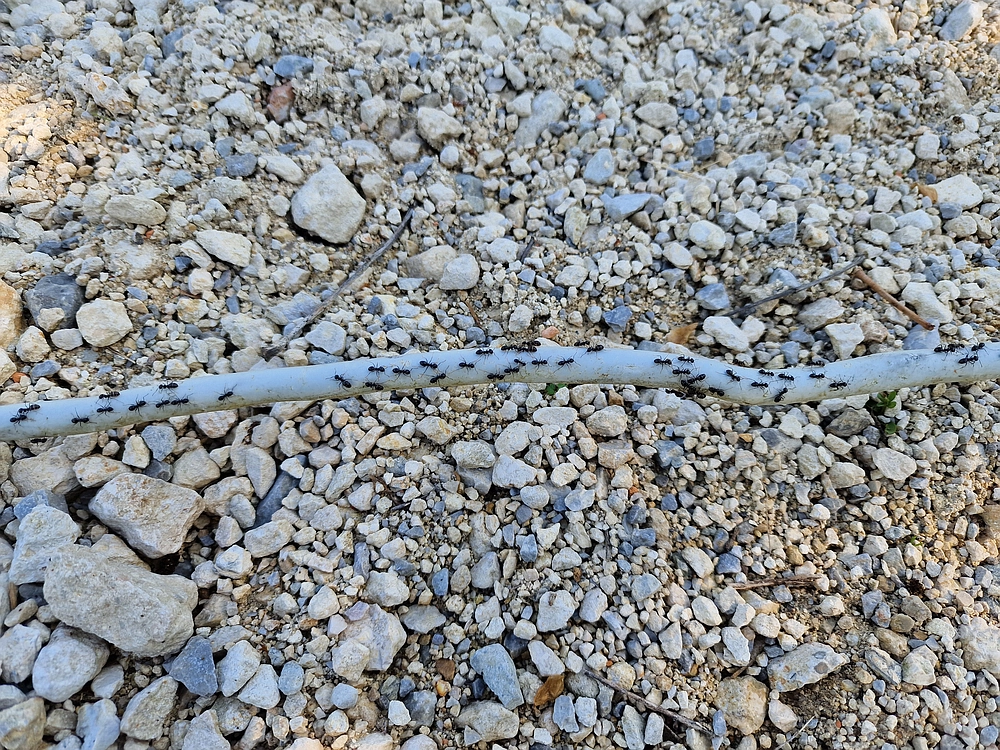 Slika je vidna v Google Chromu.