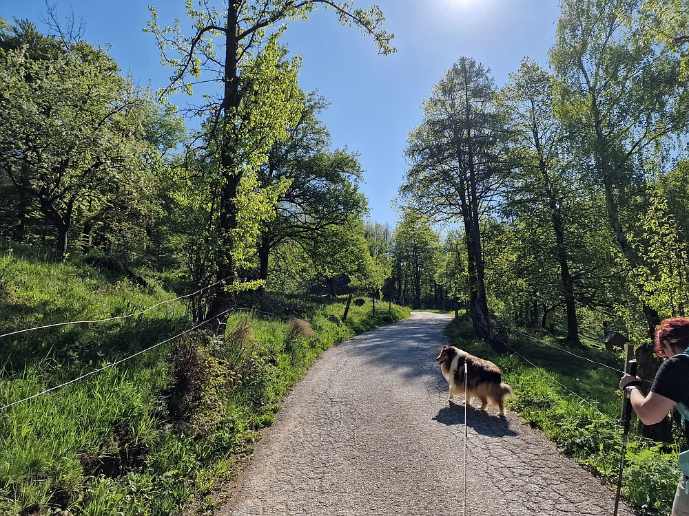 Slika je vidna v Google Chromu.