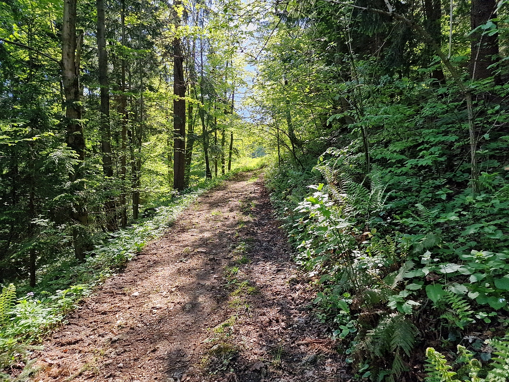 Slika je vidna v Google Chromu.