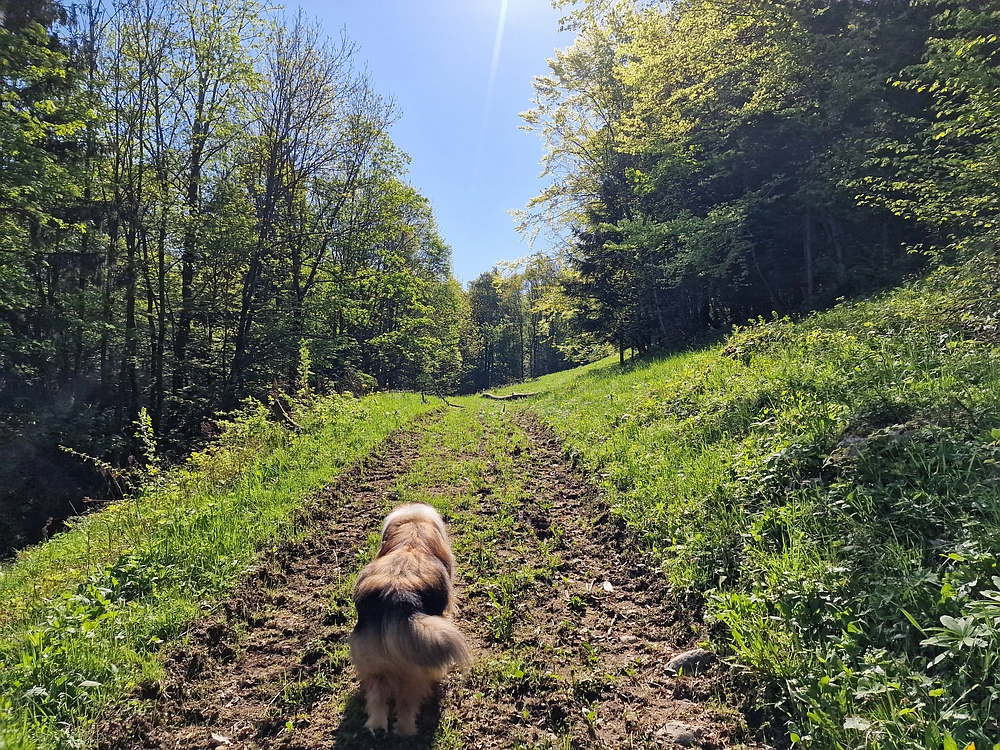 Slika je vidna v Google Chromu.