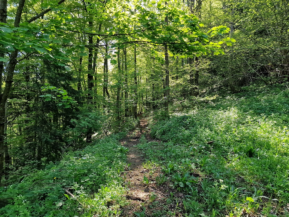 Slika je vidna v Google Chromu.