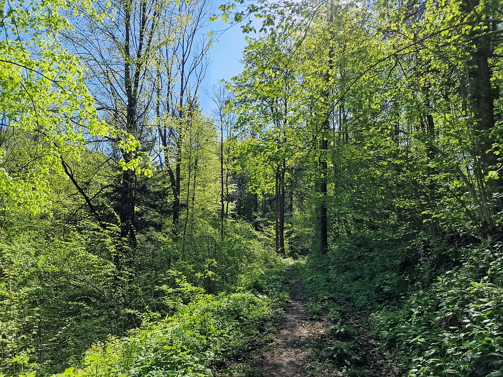 Slika je vidna v Google Chromu.