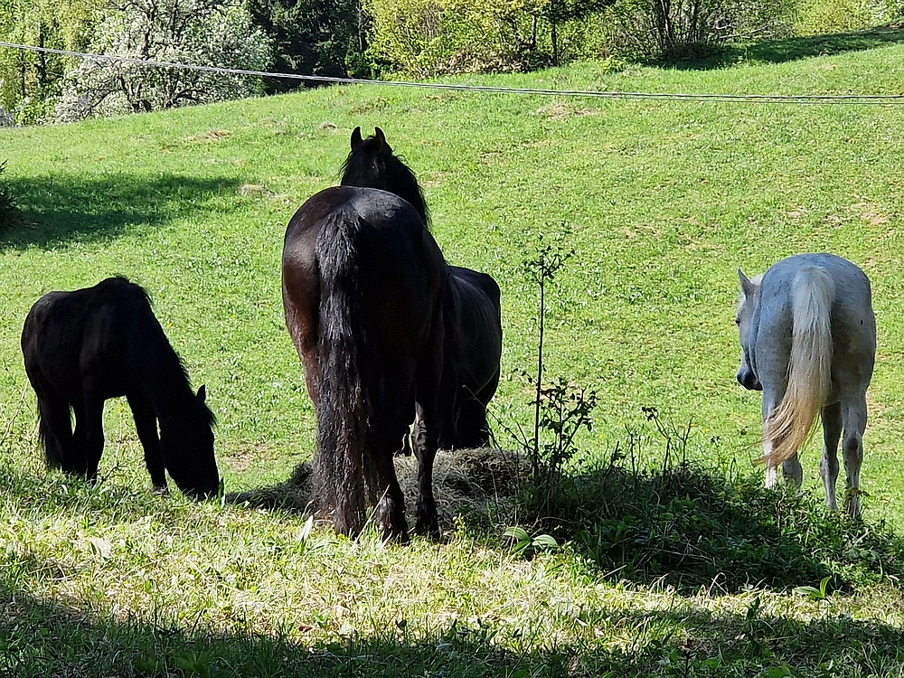 Slika je vidna v Google Chromu.