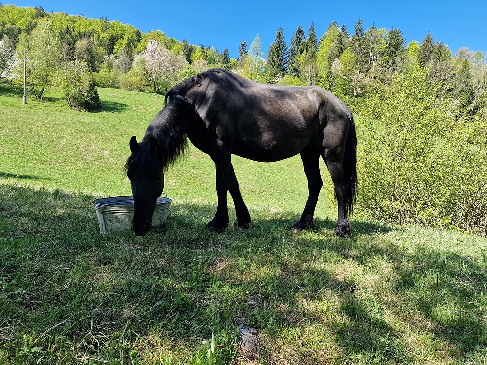 Slika je vidna v Google Chromu.