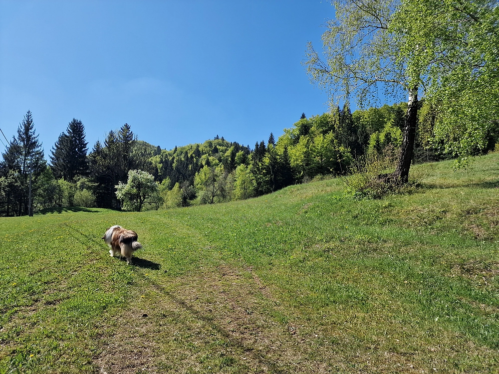 Slika je vidna v Google Chromu.
