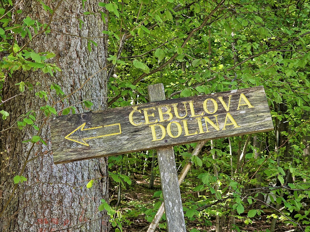 Slika je vidna v Google Chromu.